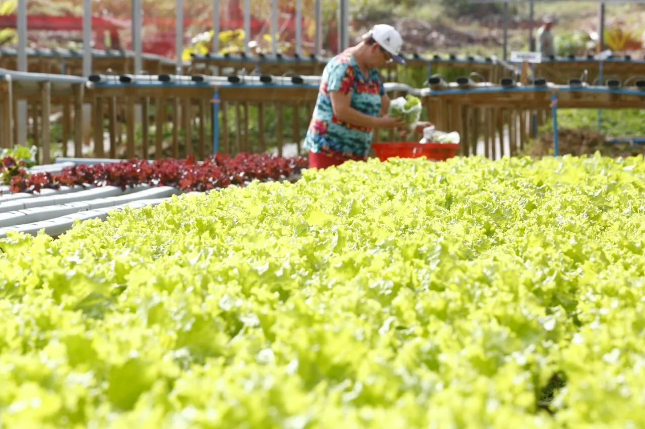 Colheita de verduras frescas